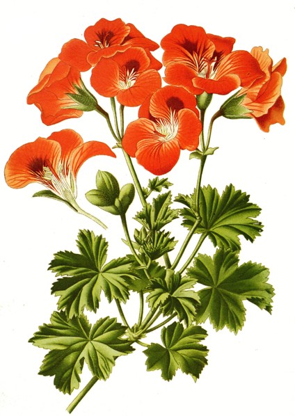 Pelargonium Grandiflorum