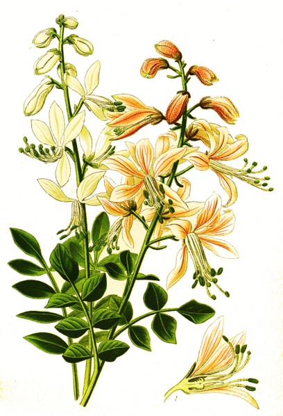 Dictamnus Albus