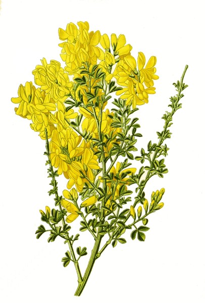 Cytisus Canariensis