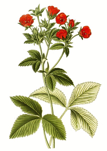 Potentilla Atrosanguinea