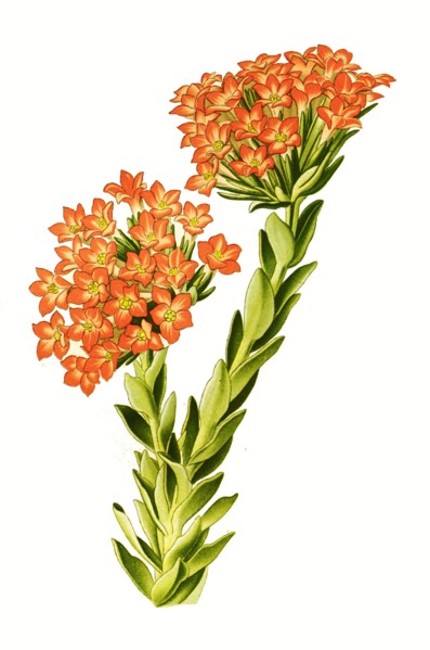 Scarlet Crassula