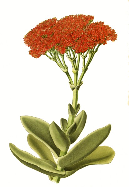 Crassula Falcata