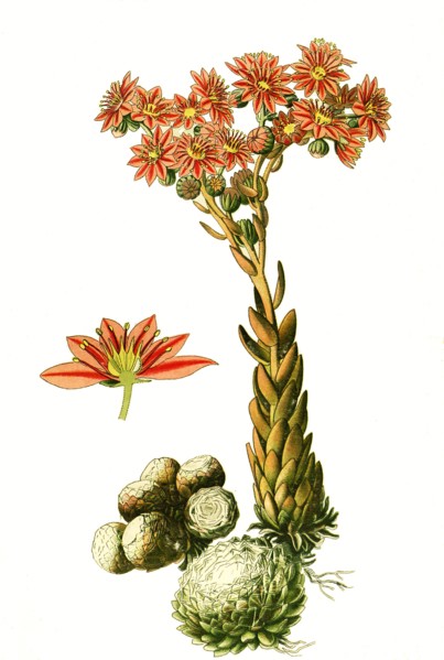 Sempervivum Arachnoideum