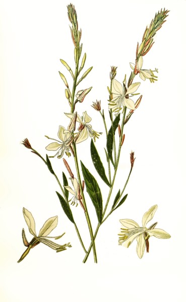 Gaura Lindheimeri. Oenothera Lindheimeri