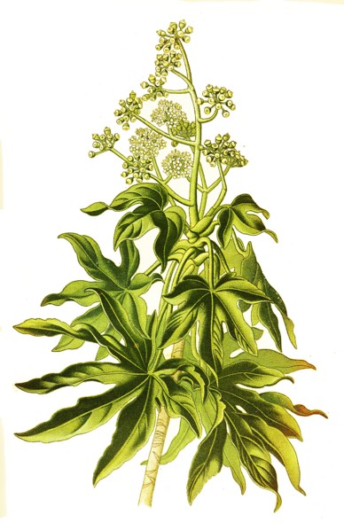Fatsia Japonica