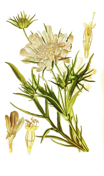 Scabiosa Caucasica