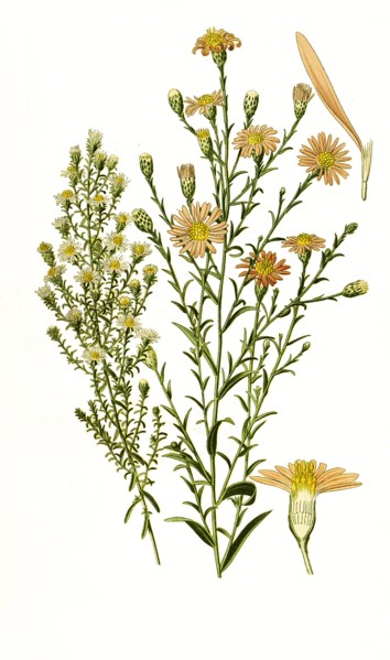 Aster Multiflorus
