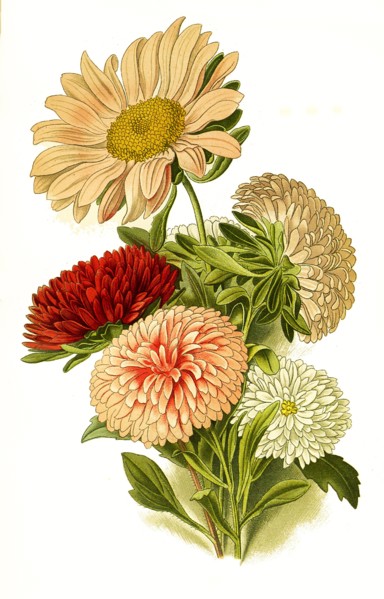 Callistephus Sinensis