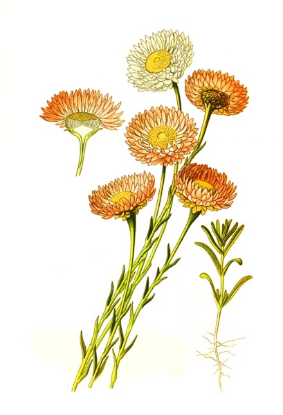 Acroclinium Roseum