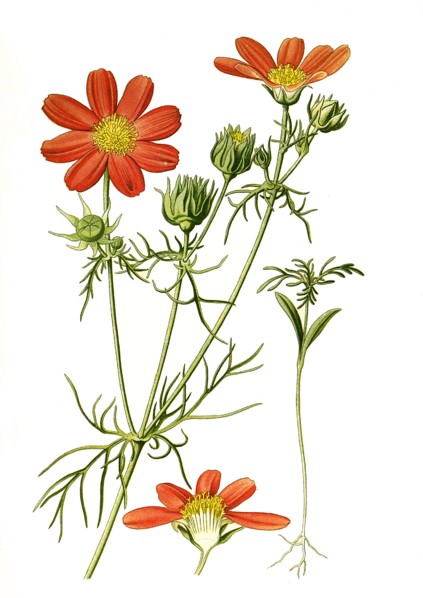 Cosmos Bipinnatus