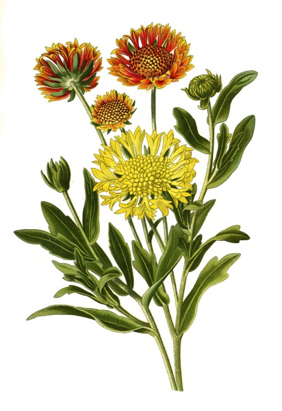 Gaillardia Pulchella