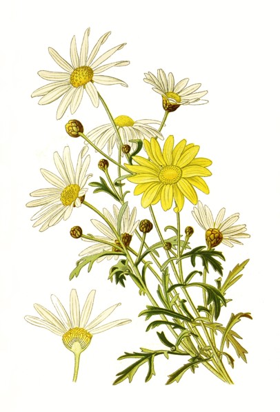 Chrysanthemum Frutescens