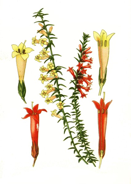 Epacris Impressa
