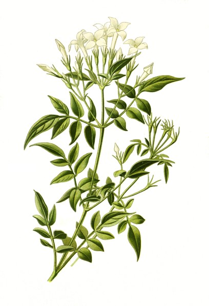 Jasminum Officinale