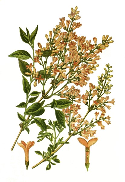 Syringa Persica