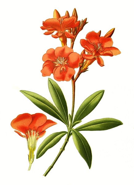 Nerium Oleander