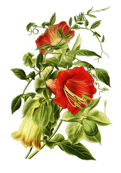 Cobaea Scandens