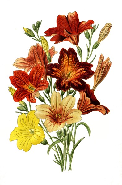 Salpiglossis Sinuata