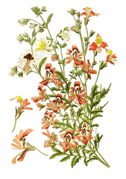 Schizanthus Pinnatus