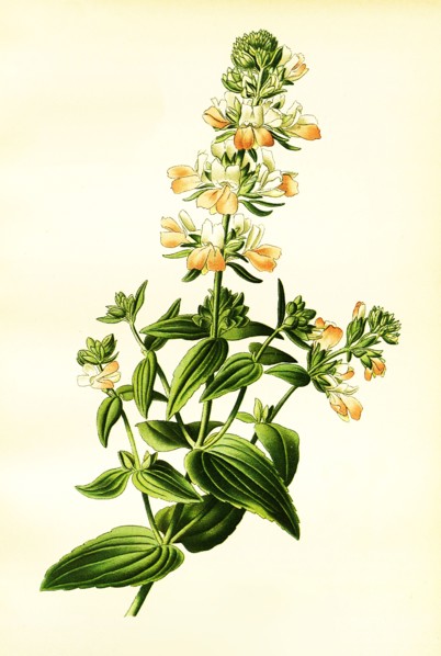 Collinsia Bicolor