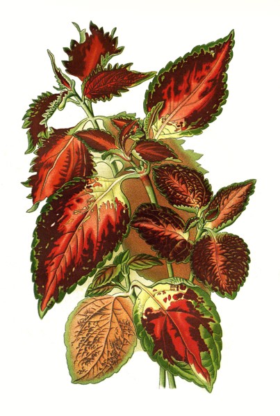Hybrid Coleus