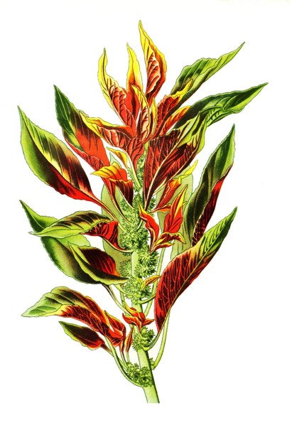 Amaranthus Tricolor