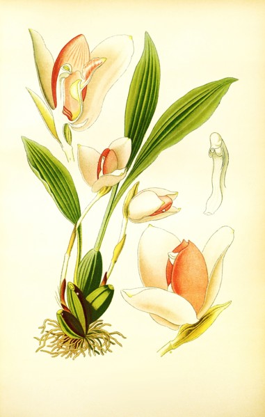 Lycaste Skinneri