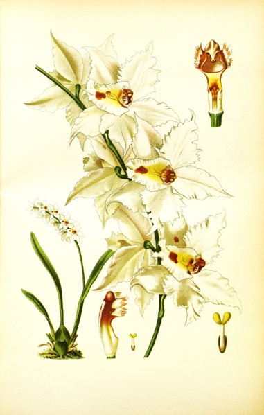 Odontoglossum Crispum