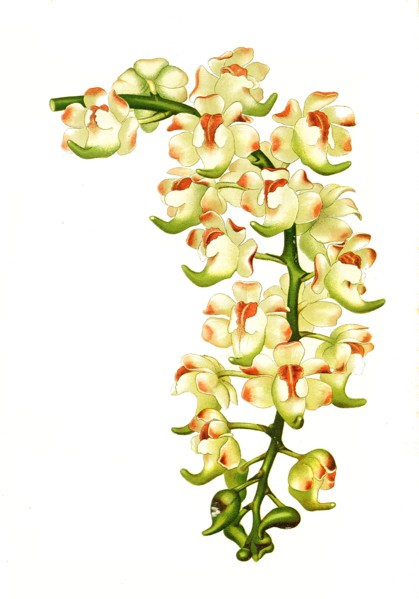 Aerides Lawrenceae