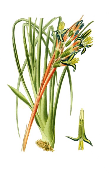Billbergia Nutans