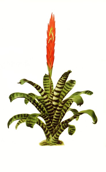 Tillandsia Splendens