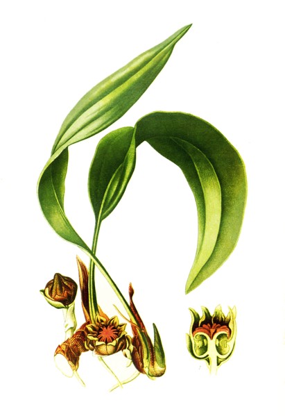 Aspidistra Lurida. Schusterpalme