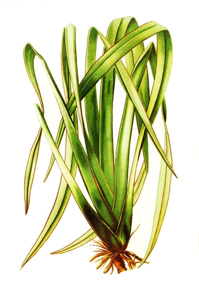 Phormium Tenax
