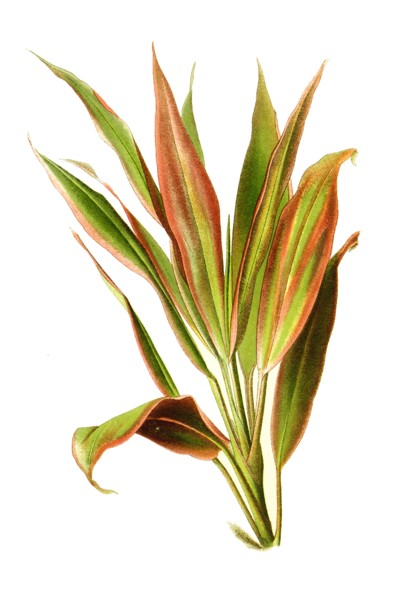Cordyline Terminalis