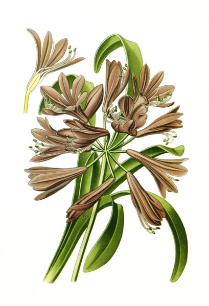 Agapanthus Umbellatus