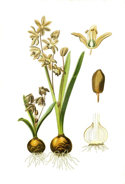 Scilla Sibirica