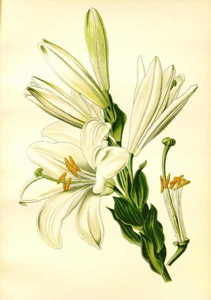 Lilium Candidum
