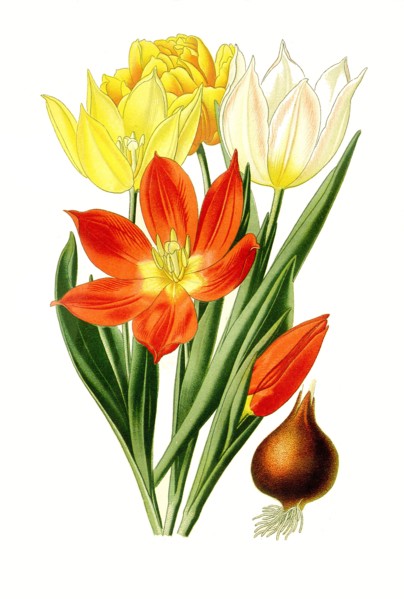 Tulipa Suaveolens