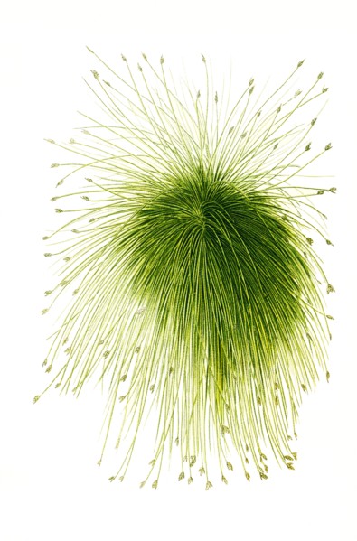 Scirpus Riparius