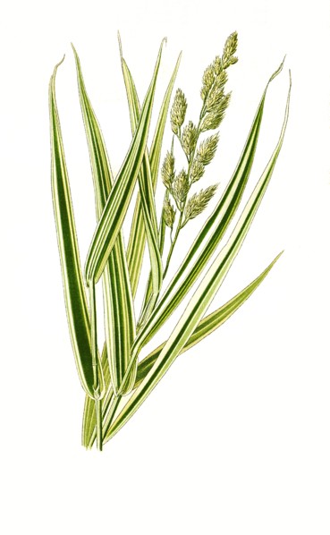 Phalaris Arundinacea Var Variegata