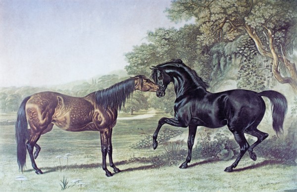 Two horses meeting
