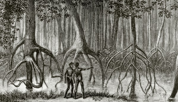 Forest of mangroves in a swamp