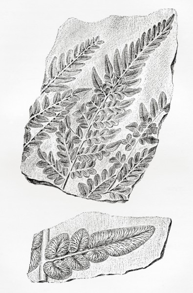 Fern fossils in coal
