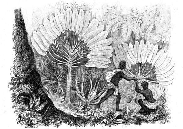 Madagascar