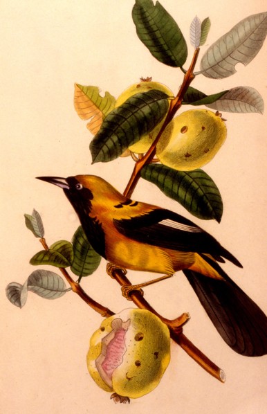 Jacamar bird or jacamacu, lives in amazonia 1856