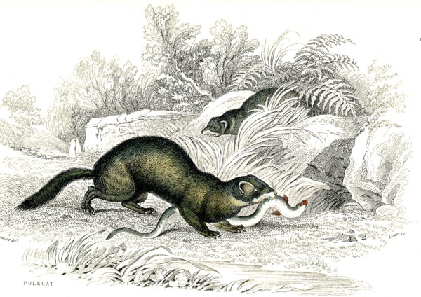 Polecat