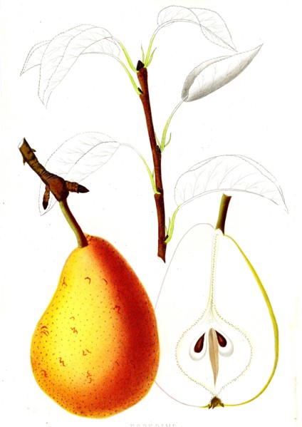 French pear varieties