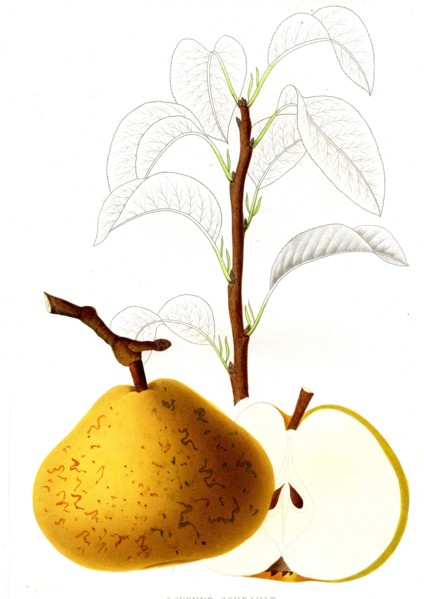 French pear varieties