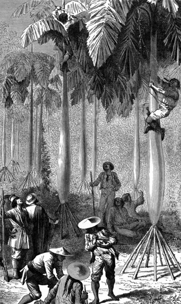 Harvesting palmetto in bolivia