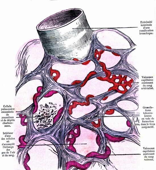 Venous blood in arterial blood transformation in the lungs cell. above: end of a bronchial branching. book by dr jules rengade ' life and health' paris, 1881